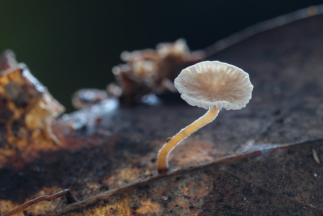 微皮傘屬 Marasmiellus sp. - a photo on Flickriver