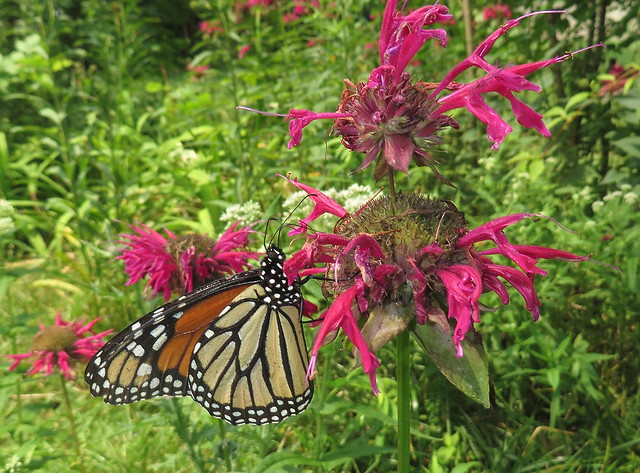 Monarch Butterfly Feeding On Bee Balm Flowers IMG_6474