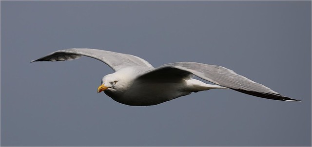 Herring Gull - Larus argentatus