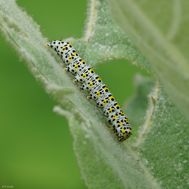 Mullein Caterpillar / Chenille de la Brèche
