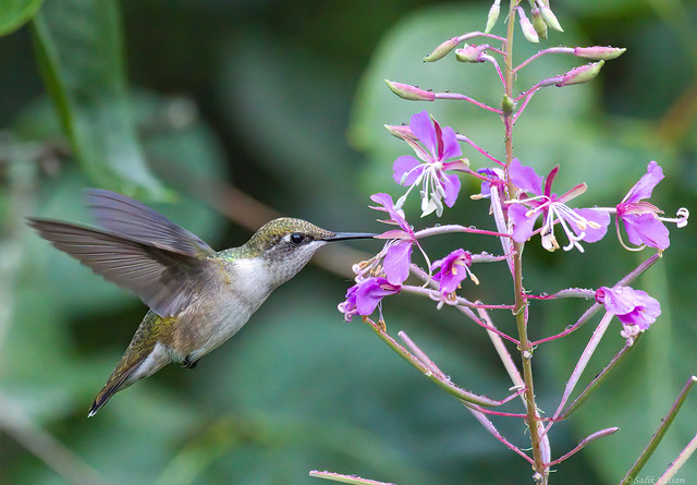 Ruby-throated Hummingbird, F