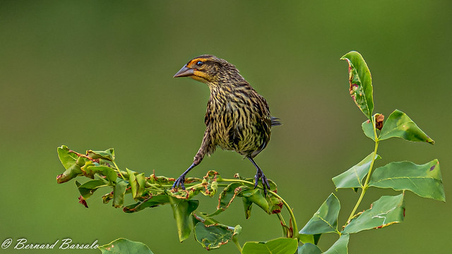 Carouge à épaulettes - femelle - Agelaius phoeniceus - Red-winged Blackbird