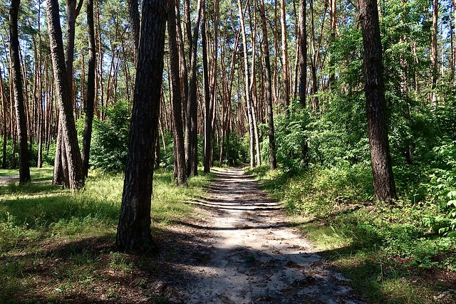 “Need a sense of peace and relaxation, take a walk through the forest.”- Byron Pulsifer