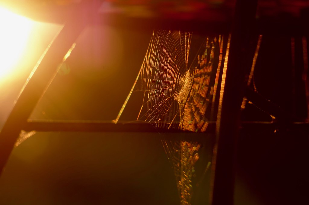 Cobweb in the Sun