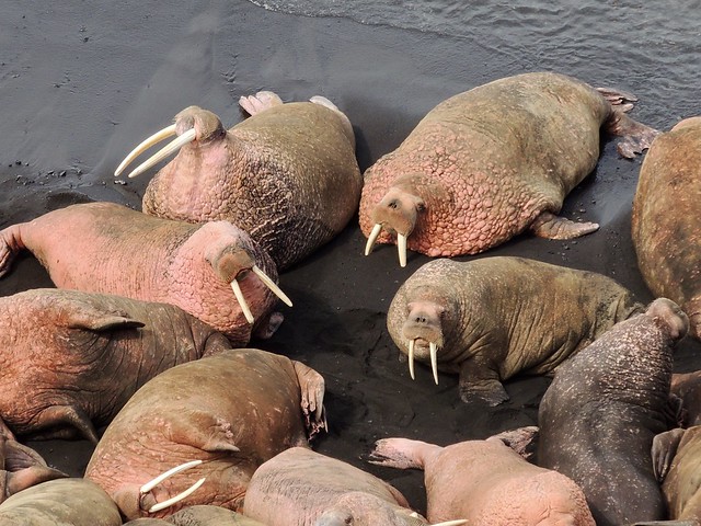 Group of Walrus on Beach in Alaskan Peninsula