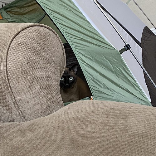 Noodle and the tent