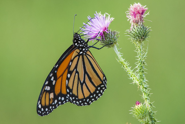 Vibrant Monarch Butterfly
