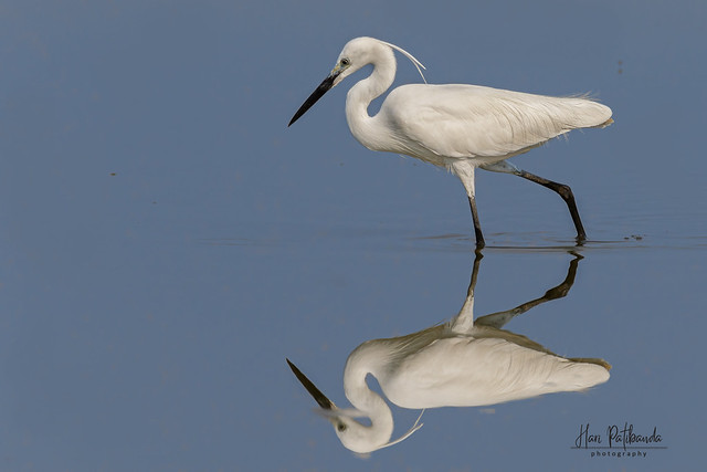 A Little Egret looking for food in a shallow lake
