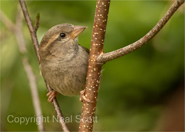 House Sparrow on the birch tree-2