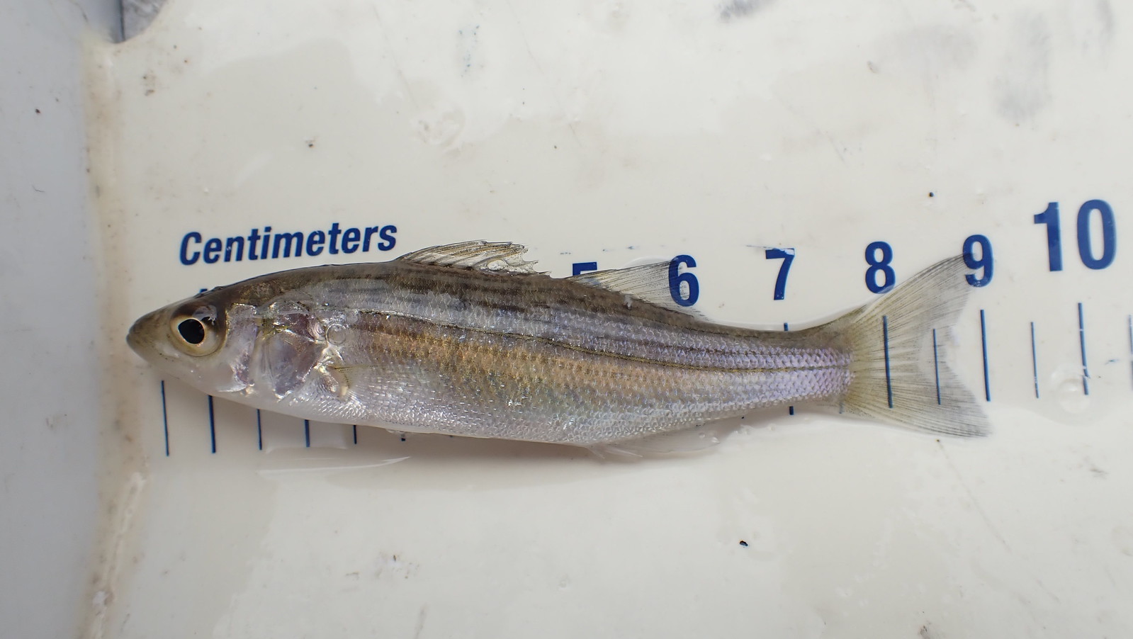 Juvenile striped bass, FISHBIO