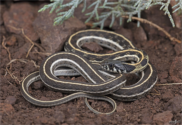 Western Black-necked Garter Snake (Thamnophis c. cyrtopsis)