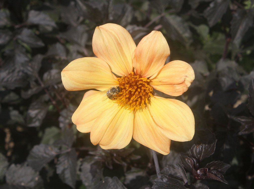 Dahlia 'Yellow Hammer' with a Guest