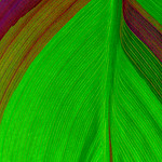 Canna Leaf Detail, 2021 (Explored)-07-25-A2-C0-x21-16-32-45-(A,Radius22,Smoothing6)-copy-1