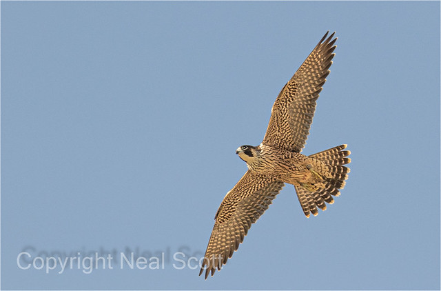 Juvenile Peregrine AG at Chichester-3