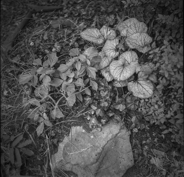 beautiful plant leaves, variety of ground cover, stone, front yeard, Ashleville, NC, Welta Weltur, Fomapan 200, HC-110 developer, 7.12.21