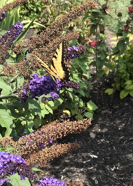 Swallowtail Visitor