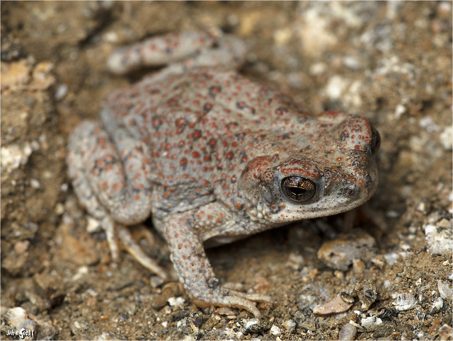 Red-spotted Toad (Anaxyrus punctatus = Bufo punctatus)