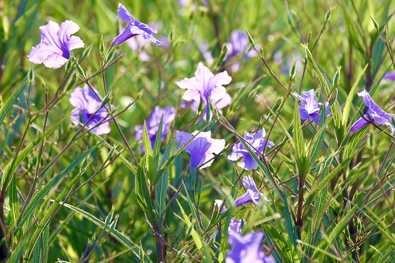 紫花蘆莉草