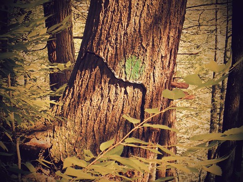 The day I realized snakes climb trees | by InfusedStudioSpace