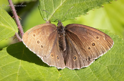 RINGLET BUTTERFLY | by Dave Carlsson