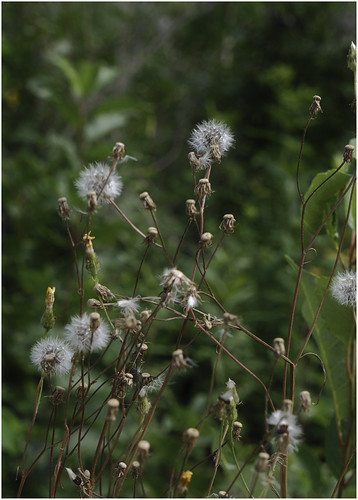 Gone to Seed | by Solojoe ️‍