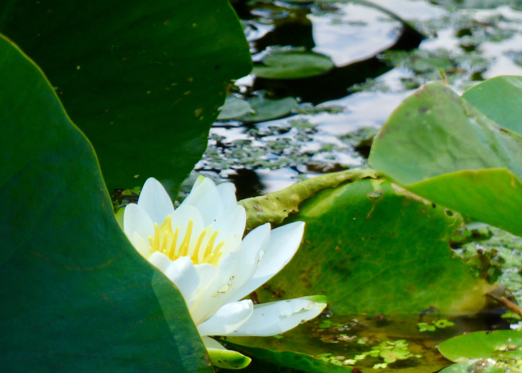 Hidden Water  Lily