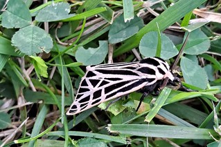 Virgin Tiger Moth 2