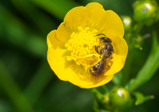 Bee in buttercup