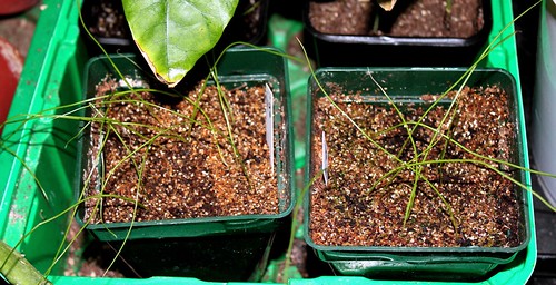 semis de Tecophilaeaceae - Conanthera et Zephyra 51346179157_eb6d2725b6