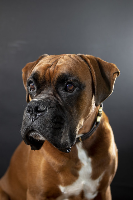 Focussed on cheese just out of frame. Colour portrait of Archie, the full grown boxer dog.