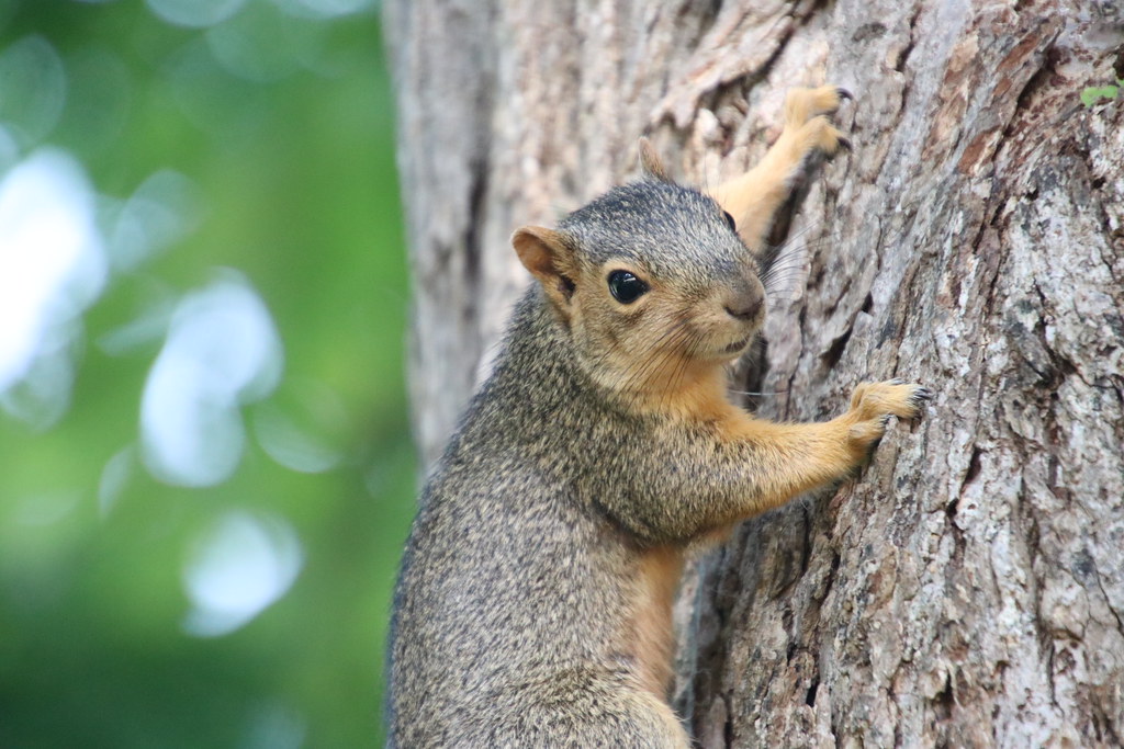 Fox Squirrels in Ann Arbor at the University of Michigan on July 28th, 2021