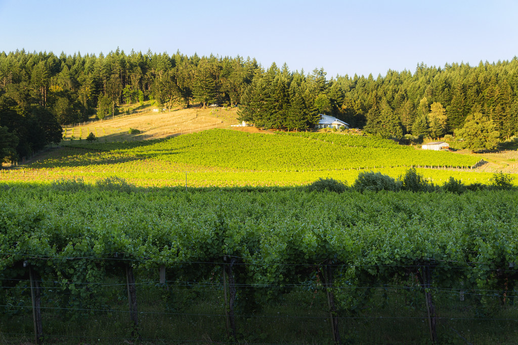 Oregon Vines