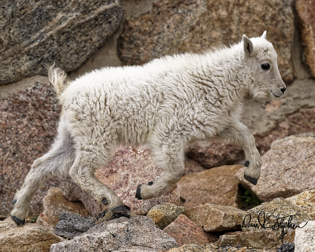 Mountain Goat Kid Rushes To Keep Up With Mom