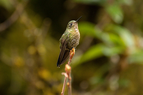 hummingbirds perú ampay apurímac metaltail metalluratyrianthina abancay