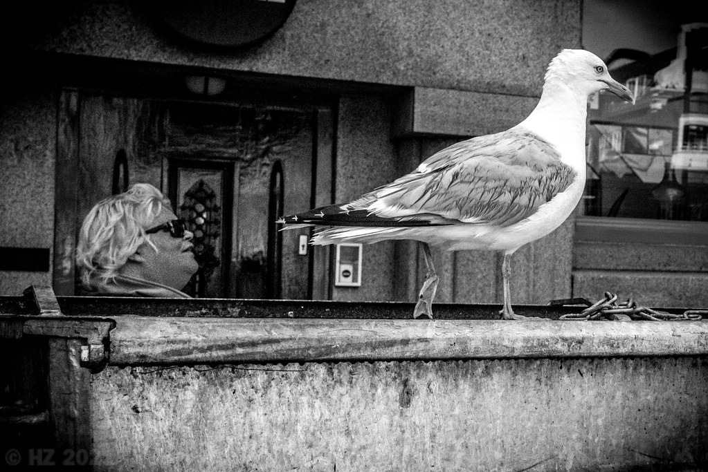 Street - Groningen - Seagull at the Fish market - july 2021