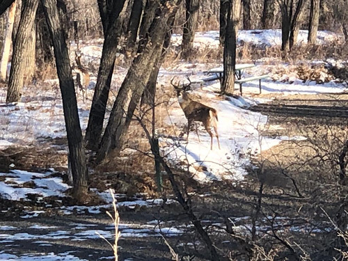 Lethbridge - deer in the park