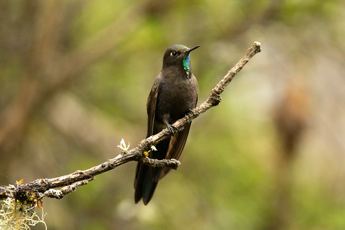 abancay perú hummingbirds thornbill apurímac ampay chacostigma birds