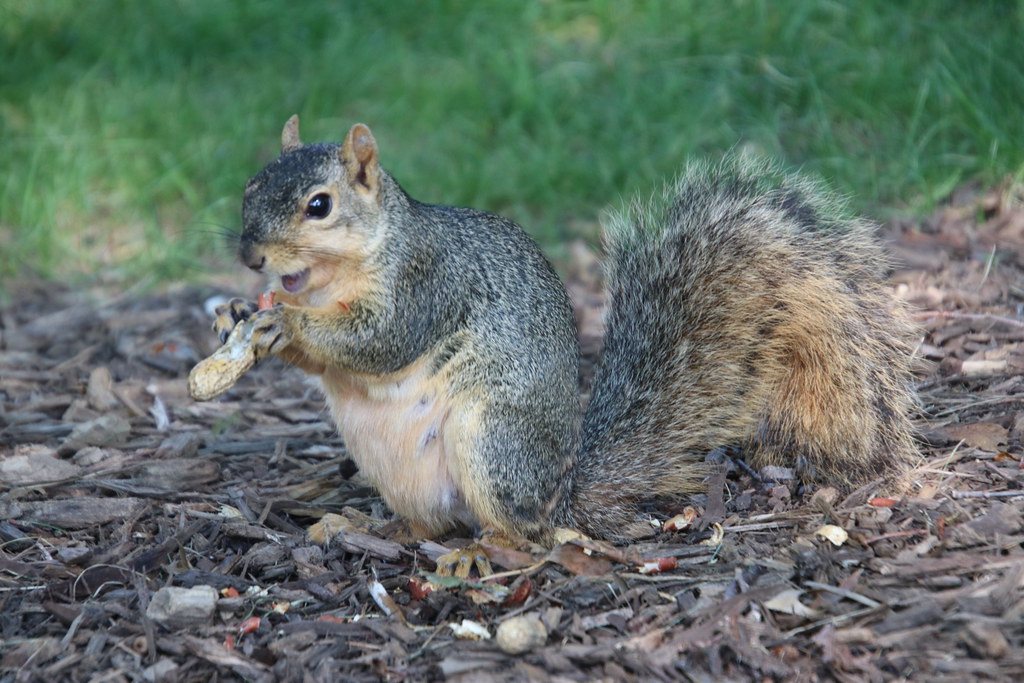 Fox Squirrels in Ann Arbor at the University of Michigan on July 28th, 2021
