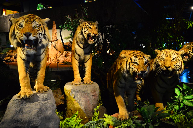 ausgestopfte Tiger im Naturhistorischen Museum in Genf
