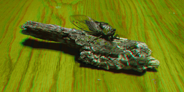 3D CICADA RED CYAN ANAGLYPH COLOR
