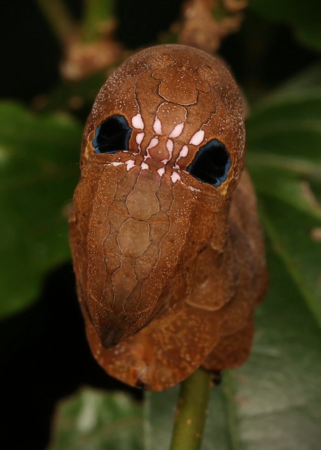 Eyespot Display of a Fruit Piercing Moth Caterpillar (Phyllodes sp., Calpinae, Erebidae)