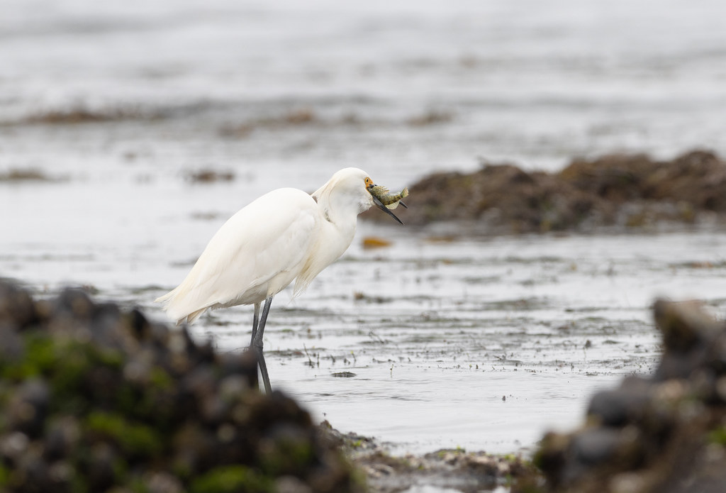 Snowy Egret and Its Lunch