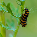 cinnabar moth caterpillar