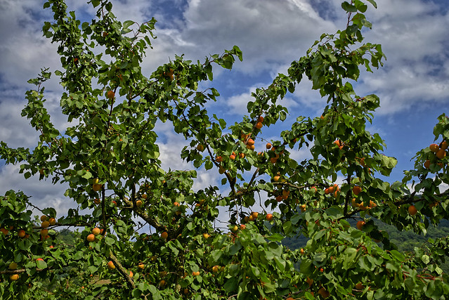 Unterm Aprikosenbaum