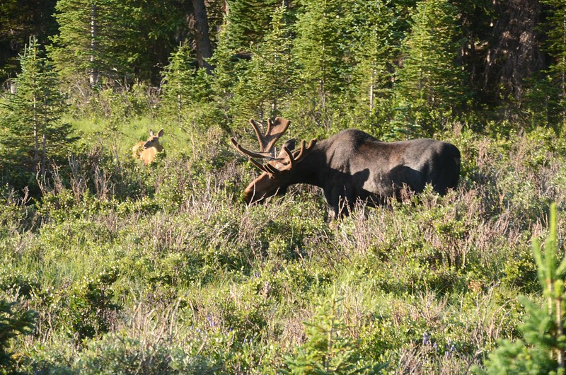 Moose at Brainard Lake area (8)