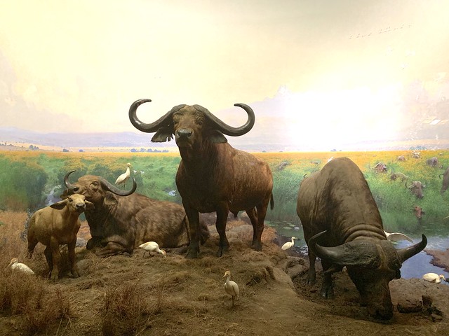 Great dioramas in American Natural History Museum in Central Park