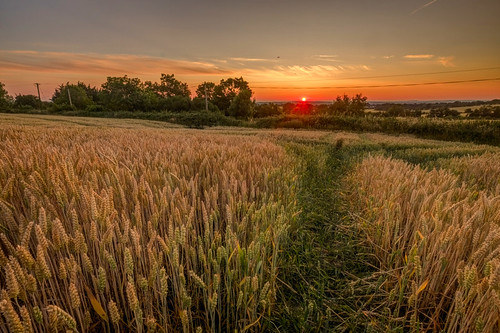 fujifilmxh1 wheat sunset comeath