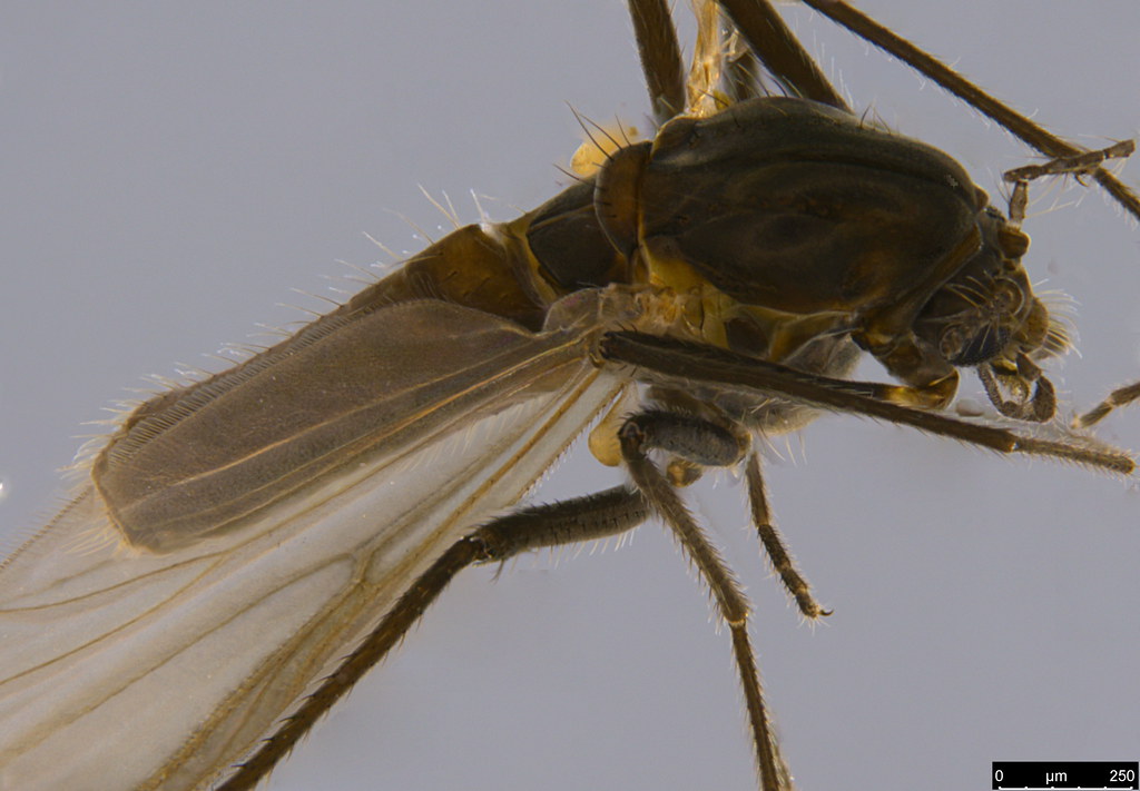 4b - Diptera sp.