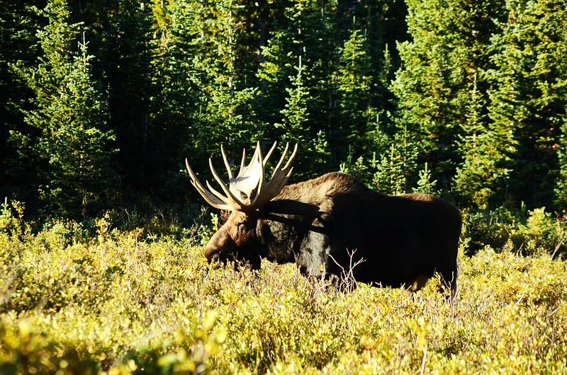Moose (2)