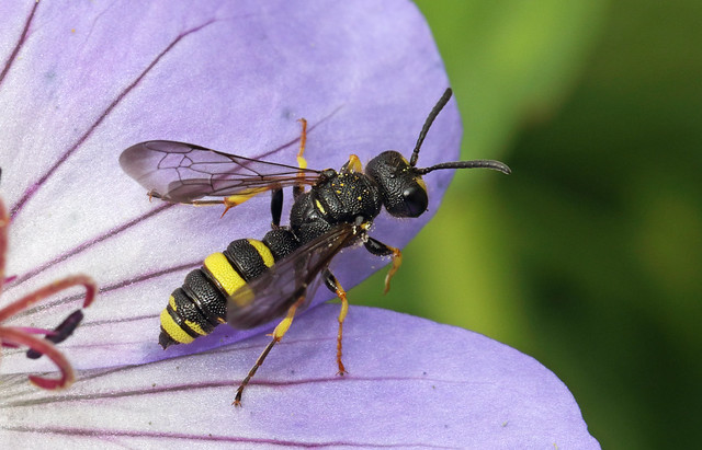Ornate-tailed Digger Wasp (Cerceris rybyensis) - Hertfordshire.